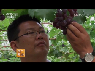 vineyards of zhao.