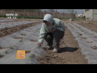 how to increase the yield of potatoes.