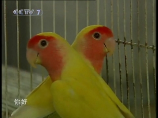 inu parrots, or yinu - industrial breeding technology.