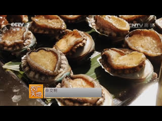 baoyu abalone (abalone) - technology of artificial cultivation of a delicacy of the highest order