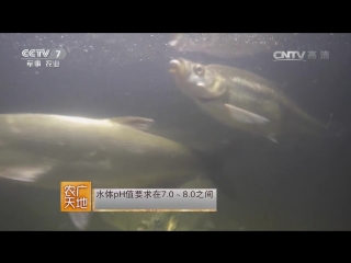 fish sig wai yu, or sig kalter yuka - artificial breeding in taihu lake, suzhou city, jiangsu province.