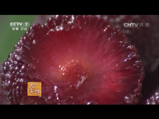 arbutus tree yangmei, or morella (mirika), or red waxwort - mass collection in the village of xiangshui, hunan province.