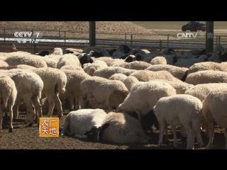 sheep yang yang in the suburbs of beijing - yangzhou lamb production for the city of millions.