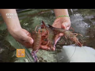 giant shrimps and snails babylonia are the treasures of zhanjiang sea city province.