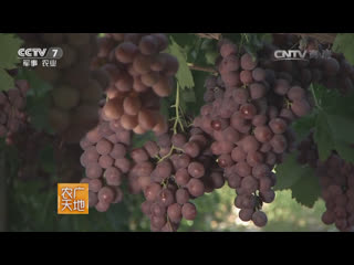 red grapes hong putao and kazakh sheep khasake yang of hochen county - the wealth of lake sailimu sailimu hu de caifu.