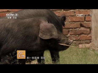 pig wallet, or how to become a millionaire - the ideas of liaoning province.