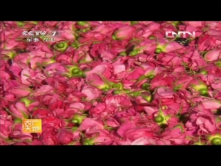 pink flowers (rose buds) meigui xianhua - drying technology at low temperatures, for the perfume and tea industries