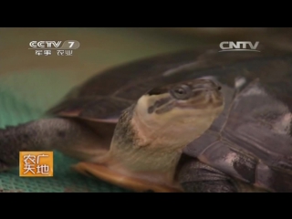 turtles yellow huang hou gui (turtles with a yellow throat) - artificial breeding for the sake of tasty meat.