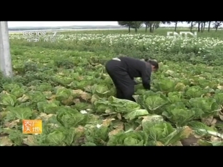 chinese cabbage zhongguo baicai, or da baicai is the most popular summer harvest and storage method.