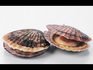 bivalve scallop xia shanbei (lat. pectinidae) - billion dollar business of daikin, shand peninsula