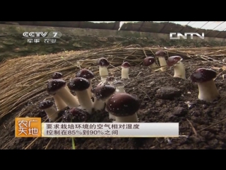 mushrooms daqiu gaigu, or stropharia (lat. stropharia) is a billion-dollar business under the cultivation method of zaipei jishu.