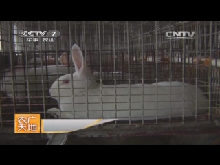 rabbits tu breed ji rong (ji rong, usa) - tu yanzhi rabbit breeding in jilin province, according to the shao method.