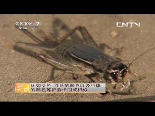 cricket fighting zhongguo, or dou xishuai - technology of artificial breeding of insects for cricket fights.