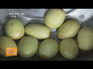 candied mizao, or zao guo marmalade from the fruits of jojoba, or marmalade tree (simmondsia sinensis) - the production process