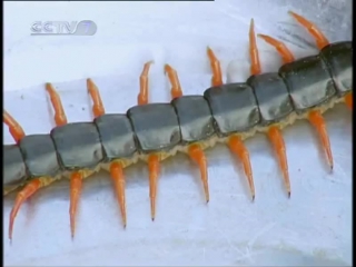 centipede ugun (red centipede) - artificial breeding of arthropods for traditional medicine.