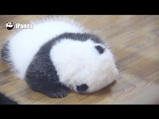 where and how little pandas grow.