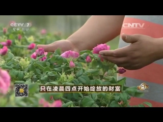 how to make millions from roses - business of mr. guo yun water, in pingyin city, shandong province.