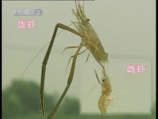 qing xia freshwater shrimp is a special agricultural breeding technique of yangzhi jishu.