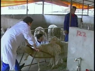 yang yangzhi sheep - breeding hu yang's lake sheep, the only state-level protected species.