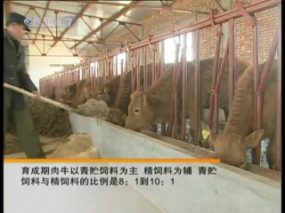 huang niu cattle - nu cow breeding technology by the lu xi method.