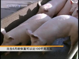 pig breeding shengzhu yanzhi - yorkshire breeding method yueke xia zhu , landrace zhangbai zhu , duroc du loke zhu