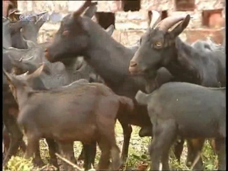 hei shanyang goat breeding - jianchang breeding technique.