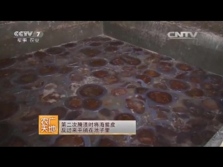 haizhe jellyfish - catching coelenterates, processing, preservation for food and medicine (treatment by the huatanzhuanjianpian method).