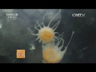 breeding jellyfish hai yue shueimu for aquariums with sea water.