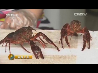 red crayfish xuyi, or the billion dollar business of jiangsu, liaoning, shandong, beijing, zhejiang, shenzhen ... the russian people, as always