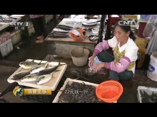 sea bass shi ban yu, or bram's gold (jin chang yu) is the main wealth of the fishing village of lingshui, near hong kong.