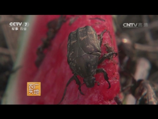 bronzovka beetle baixing hua, or white star (according to the color of the larva) - artificial breeding in the city of liaocheng, for processing