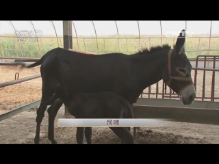 raising toto liu donkeys for hide and meat is miebin's artificial reproduction method.