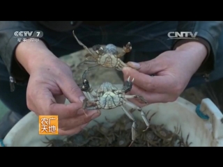 freshwater crab hese, or meishi jia (chinese delicacy) - a method of breeding crustaceans in the warm period of time.