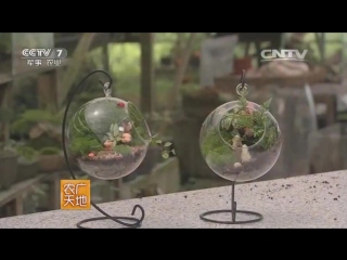 moss taixien is an artificial breeding to decorate the daily life of taixian de ren.