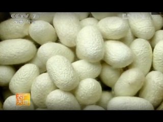 methods for obtaining natural silk from silkworm cocoons. tailoring of blankets (south china).