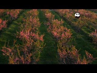 intoxicating spring - peach blossoms in the border town of khorgos.