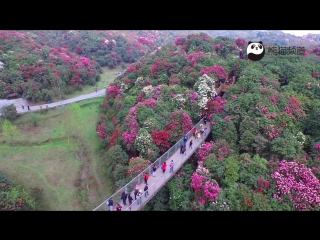 intoxicating spring - flowering shu rhododendron in guizhou province.