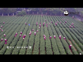 intoxicating spring - meijiau tea village.