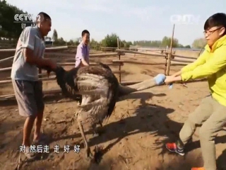 how to catch an ostrich for meat, roast and stylish skin...