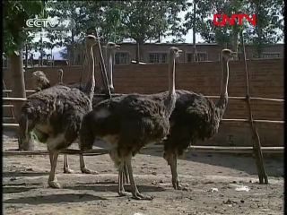 ostriches - sex and the birth of eggs