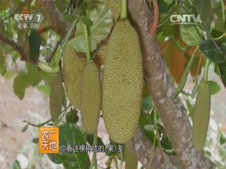 bolomi jackfruit, or eve or indian breadfruit is a plant cultivation in hainan.