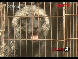 arctic fox (03) - fur trade on farms in china.