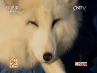 arctic fox (02) - fur trade on farms in china.