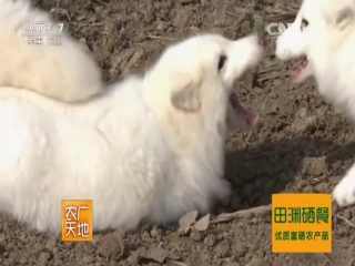 arctic fox - fur trade by farmer liang xiaojun (03), jiangsu province.