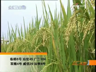 028. pest control of agriculture - corn borer and false smut of rice.