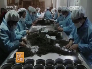 wuyishan golden tea with jin jun eyebrow tea - chun mei tea making process.