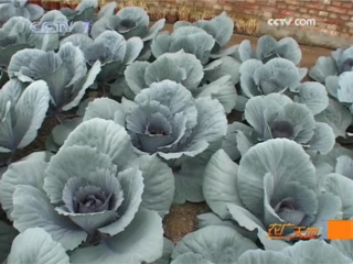 032. cultivation of various varieties of cabbage in the northern regions of china - greenhouse method.