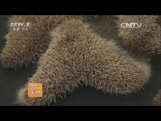 cultivation of hedgehogs as a valuable raw material (spiny skin and meat) for traditional medicine (diseases of the blood and eyes).