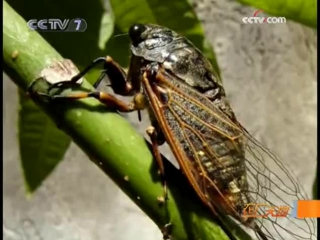 002. nymph cicadas (adult insects) - collection and processing (insectivorous cuisine).