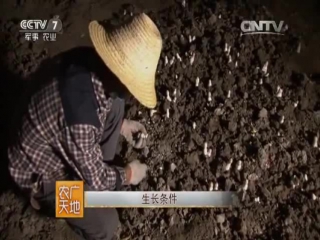 mountain dung beetle, or tibetan mushroom - breeding technology.